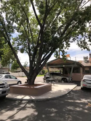 a tree in a parking lot with a bench under it at Bishop Elms Motel in Bishop