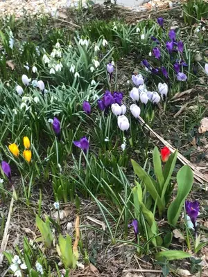 a bunch of colorful flowers in the grass at B Street House Inn in Virginia City