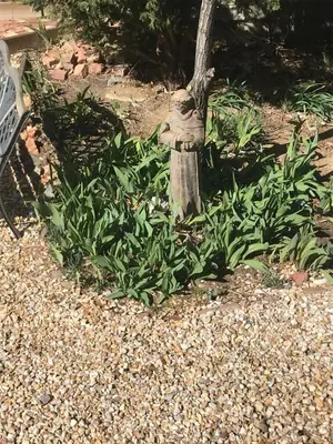 a birdbath in a garden next to a bench at B Street House Inn in Virginia City