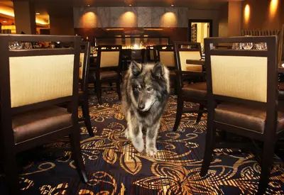 a dog standing between two chairs in a restaurant at Jackson Rancheria Casino Resort in Jackson