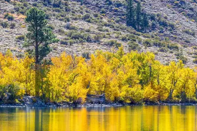 a group of trees with yellow leaves on a lake at June Lake Motel in June Lake