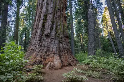 a large tree in the middle of a forest at Cypress Lodge in Arnold