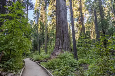 a path through a forest with a large tree at Stiles Mountain Hideaway in Arnold