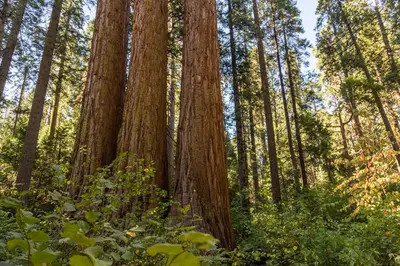 a group of tall trees in a forest at Stiles Mountain Hideaway in Arnold