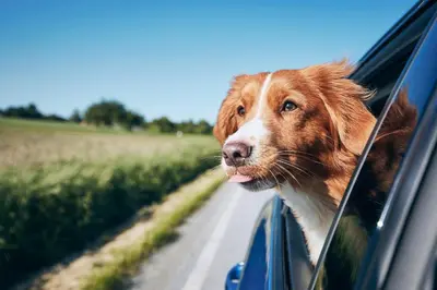 a dog sticking its head out the window of a car at Studio 6 Suites Madera, CA Yosemite in Madera