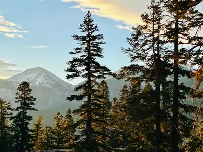 a group of trees with a mountain in the background at Mountainback 116 LoftCorner in Mammoth Lakes