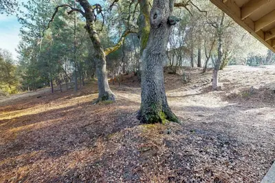 a tree in the middle of a field with trees at Lake Lodge Beach (04-040) in Groveland