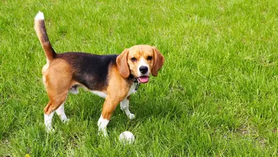 a brown and black dog standing in the grass with a ball at Ruby Inn Bridgeport in Bridgeport