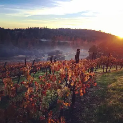 a vineyard in the sunset with fog in the background at Papillon Cellars - The Loft in Mariposa