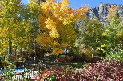 a park with trees with autumn leaves at Olympic Village Inn Olympic Valley in Olympic Valley