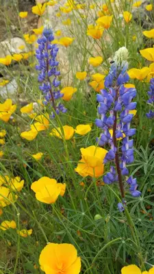a bunch of yellow and blue flowers in a field at Yosemite Foothill Retreat - Private Guest Suite #2 in Coarsegold