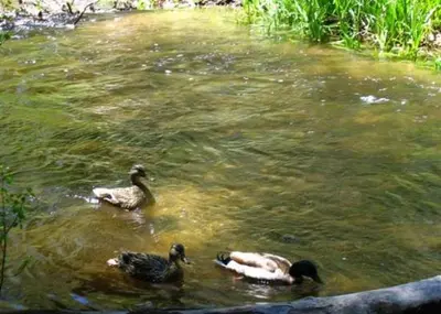 three ducks swimming in the water on a river at Birch Creek #8 - 2BR/1.5BA in June Lake
