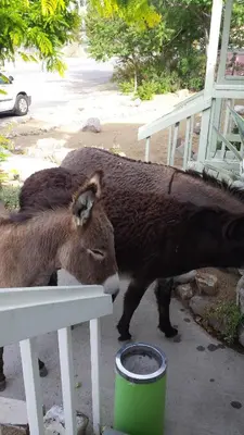 a couple of animals standing next to a fence at Atomic Inn Beatty Near Death Valley in Beatty