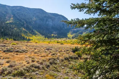 a field with trees and mountains in the background at Snowcreek V 756 in Mammoth Lakes