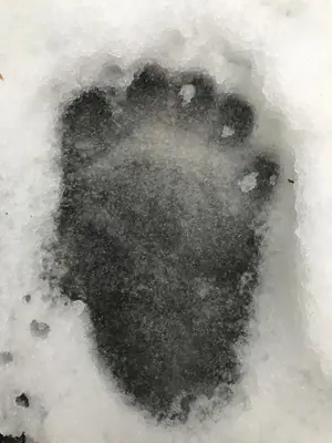 a footprint of a shoe in the snow at Tahoma Meadows - Sugar Pine Cabin in Tahoma