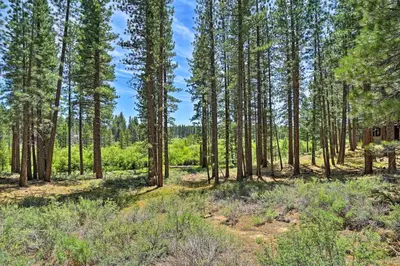 a forest of pine trees with a blue sky in the background at 4 Mi to Heavenly Home with Deck in South Lake Tahoe in South Lake Tahoe