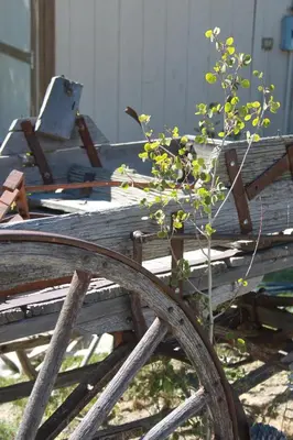 a plant sitting on top of a wooden cart at Virginia Creek Settlement in Bridgeport