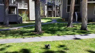 a bird sitting in the grass in a yard with trees at Lakeland Village #110 in South Lake Tahoe