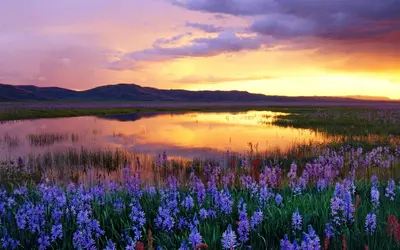 a field of purple flowers next to a body of water at Sierra Park Villas 24 in Mammoth Lakes