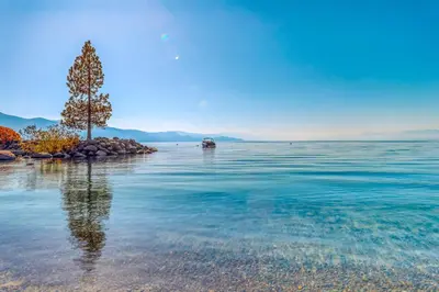 a tree on the shore of a body of water at Incline Oasis in Incline Village