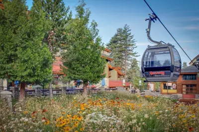a gondola ride over a field of flowers at Tahoe Treetop Escape in Stateline