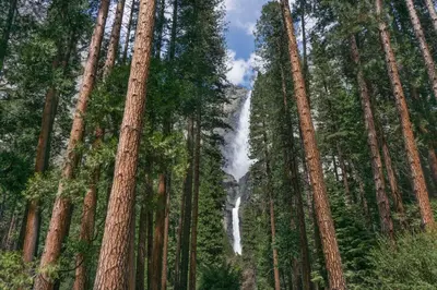 a waterfall in the middle of a forest of trees at Fairfield Inn & Suites by Marriott Oakhurst Yosemite in Oakhurst