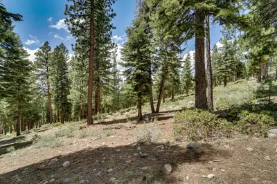 a dirt trail in a forest with trees at 1 Mi to Northstar Skiing Cozy Pet-Friendly Condo! in Truckee