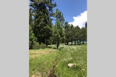 a field of grass with trees in the background at High Sierra Retreat with a view of Pinecrest lake in Pinecrest