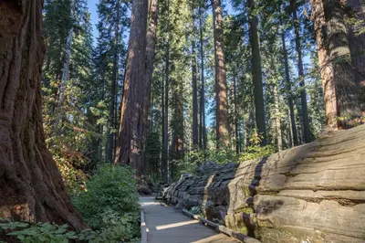 a path in a forest with tall trees at Hikers Haven in Arnold