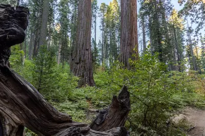 a fallen tree in a forest of redwoods at Hikers Haven in Arnold