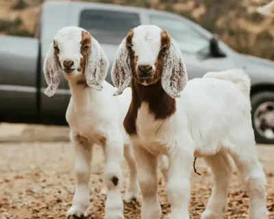 two goats are standing next to each other at Matanah Meadows Farm, Great for 2 Families, Sequoia National Park and Working Farm in Three Rivers