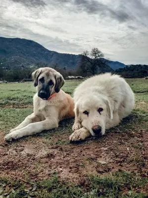 two dogs laying on the grass in a field at Matanah Meadows Farm, Great for 2 Families, Sequoia National Park and Working Farm in Three Rivers