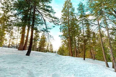 a snow covered path in a forest with trees at Forest Glen in Yosemite West