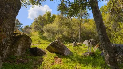 a cow standing in a field with rocks and trees at Genas's Sierra Inn & Restaurant in Dunlap