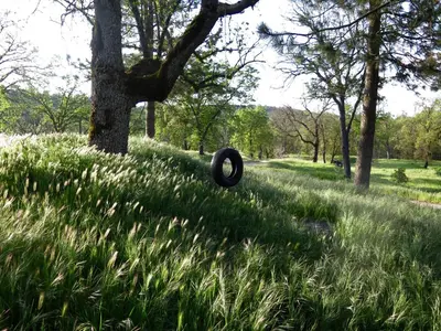 a tire hanging from a tree in a field at Sequoia Resort in Badger