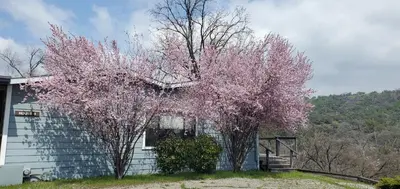 a tree with pink flowers in front of a house at Sequoia Resort in Badger