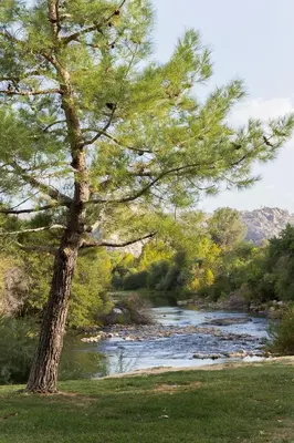 a tree in the grass next to a river at Epic View A Luxury House on a Hill River 10 min in Kernville