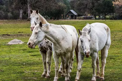 a group of three horses standing in a field at Romantic Treetop Studio 30 Mi to Yosemite! in Coarsegold