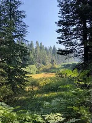 a painting of a field with trees in the background at Sweet getaway in private Giant Sequoia Grove! in Springville