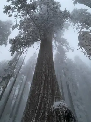 a tree in the middle of a foggy road at Sweet getaway in private Giant Sequoia Grove! in Springville