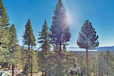 a group of tall pine trees on a mountain at Bitterbrush 25 in Incline Village