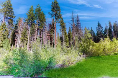 a field with tall trees and green grass at Aspen Grove Condo in Truckee