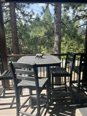 a cat walking on a table on a patio at Indian Hills Gem Awaits in Truckee