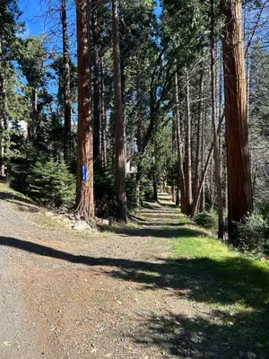 a path in a forest with trees and grass at Sequoia National Forest Cabin-ATV Ride in Panorama Heights