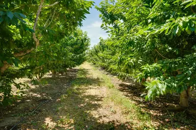 a row of trees in a cocoa plantation at Charming Lodi Retreat Walk to Local Wineries in Lodi