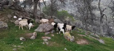 a herd of sheep standing on a rocky hill at Rustic Rooms by Kings Canyon & Sequoia National Parks in Squaw Valley