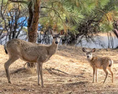 two deer standing in a field near a tree at Dos Pinos Spacious Lakefront Cabin with Game Room in Groveland