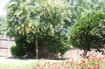a cat sitting under two trees in a yard at Gateway Retreat: Short Drive to the Sequoias in Exeter