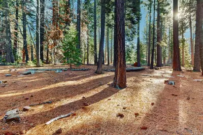a forest with the sun shining through the trees at Sierra Nevada Serenity in South Lake Tahoe