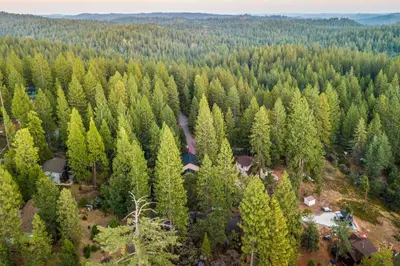an aerial view of a forest of trees at Deck and Grill Mtn Haven in Stanislaus Natl Forest in Arnold